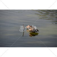 気持ちよさそうに泳ぐカモの写真素材