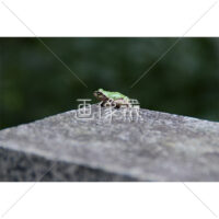 岩の上でひと休みするカエルの写真素材