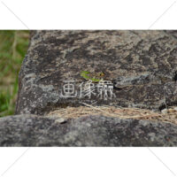 岩肌につかまるバッタの写真素材