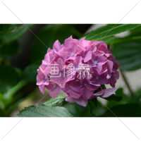 あじさいの写真素材