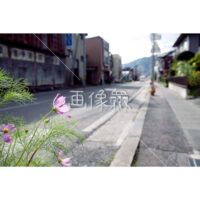 コスモスの(14)写真