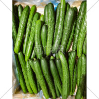 箱いっぱいのきゅうりの無料写真素材