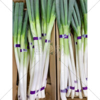 箱いっぱいの長ねぎの無料写真素材