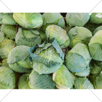 箱いっぱいのキャベツの無料写真素材