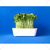 栄養いっぱいの豆苗の写真素材(1)