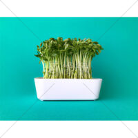 栄養いっぱいの豆苗の写真素材(2)