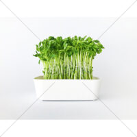 栄養いっぱいの豆苗の写真素材(3)