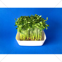 栄養いっぱいの豆苗の写真素材(4)