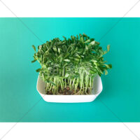 栄養いっぱいの豆苗の写真素材(5)