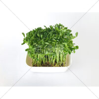 栄養いっぱいの豆苗の写真素材(6)