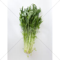 新鮮なシャキシャキ水菜の写真素材(1)