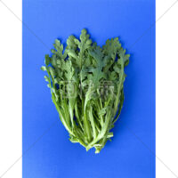 菊菜とも呼ばれる春菊の写真素材(2)