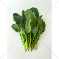 ミネラルたっぷりのほうれん草の写真素材(1)