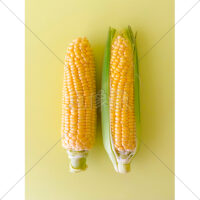 甘くて美味しいとうもろこしの写真素材(4)