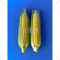 甘くて美味しいとうもろこしの写真素材(5)