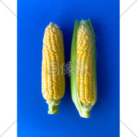 甘くて美味しいとうもろこしの写真素材(6)