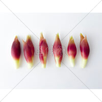 夏の香味野菜みょうがの写真素材(1)