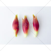 夏の香味野菜みょうがの写真素材(2)