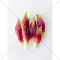 夏の香味野菜みょうがの写真素材(3)