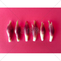 夏の香味野菜みょうがの写真素材(4)