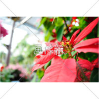 ポインセチアの写真