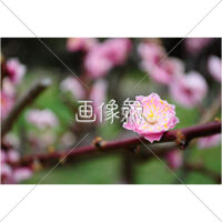 花が開花した写真