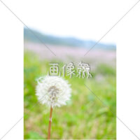 たんぽぽの写真