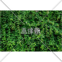 青々と多い茂った蔓の写真