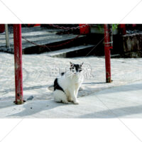 一点を見つめる白ネコの写真