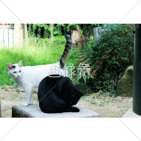 2匹のネコの写真