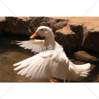 羽ばたくアヒルの無料写真素材