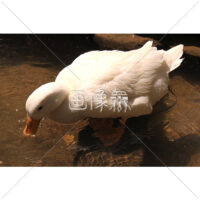 水浴びするアヒルの無料写真素材