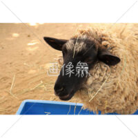 草を食べる羊の無料写真素材