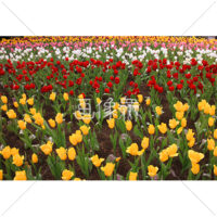 チューリップ畑の無料写真素材