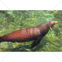 泳ぐアシカの無料写真素材
