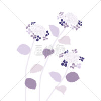 あじさいの(4)イラスト