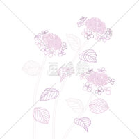 あじさいの(11)イラスト