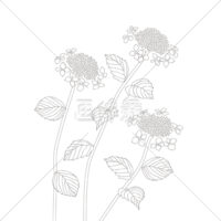 あじさいの(12)イラスト