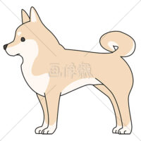 犬(柴犬)のイラスト素材(1)