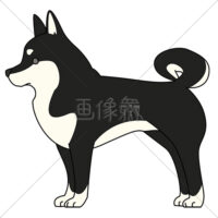 犬(柴犬)のイラスト素材(2)