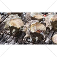 旨味のつまったサザエの写真素材
