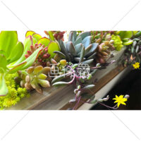 カラフルな多肉植物の写真素材