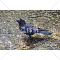 こちらを見るカラスの写真素材