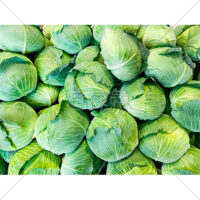 売り場に積まれたたくさんのキャベツの無料写真素材