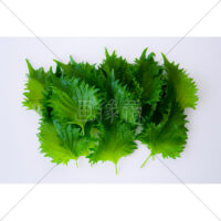 爽やかな香りの青じそ・しそ・shiso・大葉の写真素材(2)