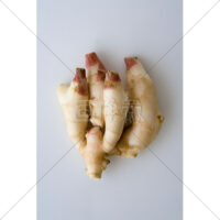 辛味が少なく水分が多い新しょうが・新生姜・しんしょうがの写真素材