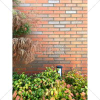 植え込みとレンガ目地の壁面タイル・テクスチャ・背景素材の写真素材