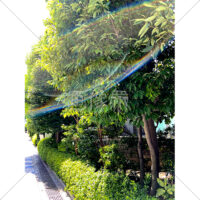 晴天時レンズに光が反射したフレア・ゴースト現象の道路の木々の写真素材