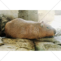 岩の上で休むカピバラの写真素材