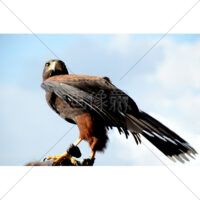 青空と鷹の写真素材